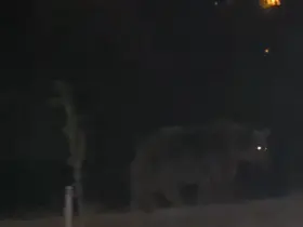 Tunceli’de ayılar ilçe merkezinde yiyecek ararken görüntülendi

