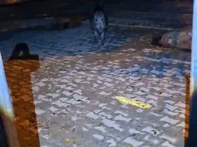 Tunceli’de bahçesine girmek isteyen yaban bomuzu vatandaşa korku dolu anlar yaşattı
