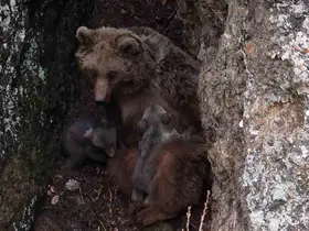 Tunceli’de belgeselleri aratmayan görüntüler
