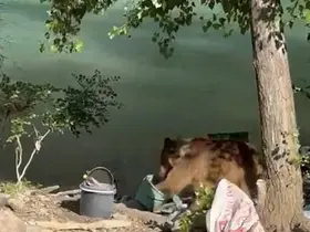 Tunceli’de bozayı piknikçilerin sofrasına misafir oldu
