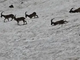 Tunceli’de dağ keçileri ve ayılar aynı bölgede görüntülendi
