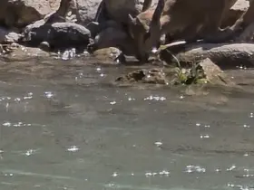Tunceli’de koruma altındaki dağ keçileri görüntülendi
