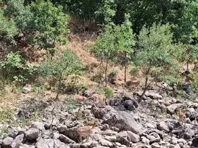 Tunceli’de koruma altındaki dağ keçileri Munzur Nehri kıyısında görüntülendi
