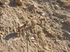 Tunceli’de nesli tükenme tehlikesi altında olan dağ keçileri görüntülendi

