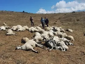Tunceli’de sürüye yıldırım düştü: 58 koyun telef oldu
