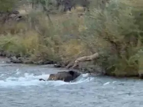 Tunceli’de yaban domuzu  derenin akıntısına rağmen karşıya geçmeyi başardı
