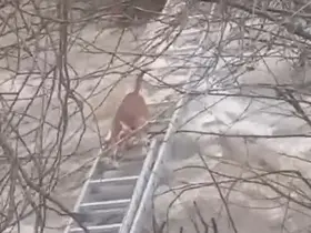 Turgutlu’da derede mahsur kalan köpek kurtarıldı
