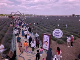 Türkiye'nin en büyük lavanta bahçesinde festival heyecanı