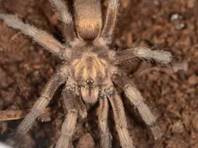 Türkiye’de ilk kez yeni bir tarantula cinsi kaydedildi
