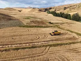 Türkiye’nin hububat ambarı Sivas’ta hasat devam ediyor
