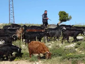 Türkiye’nin keçi yetiştirme merkezi Mersin: Toroslar yeşerdi, Yörüklerin zorlu mesaisi başladı
