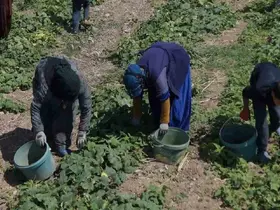 Turşu ustalarının son hazırlığı: Çubuk’ta festival heyecanı başladı
