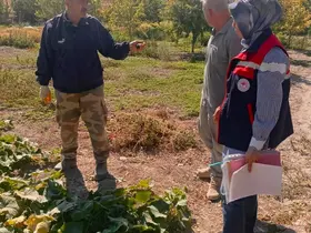 Turşuluk salatalık üretim alanlarında tarım ilacı kontrolleri sürüyor
