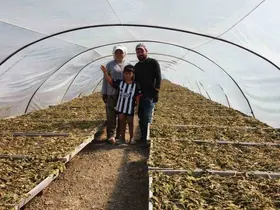 Tütün tarlası onları hayat arkadaşı yaptı
