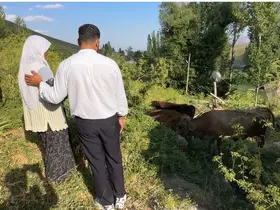 Uçurumdan düşen ineği için gözyaşı döken Ayni teyzeye yardım eli uzatıldı
