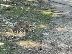 Uludağ dönüşü sürpriz misafir: Aç tilkiye peynirli kraker ikramı
