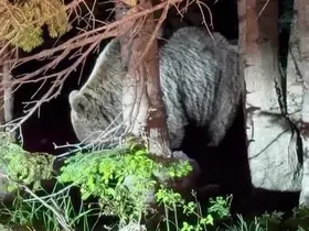 Uludağ’da görülen iri ayı hayrete düşürdü
