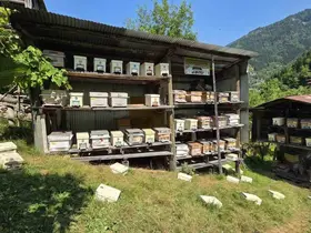 UNESCO korumasındaki Macahel’de bal hasadı başladı
