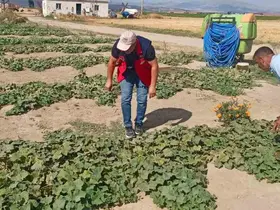 Ürün verim ve rekolte tahmin çalışmaları sürüyor
