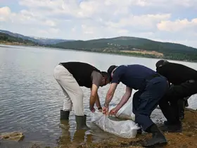 Uşak’ta Göğem Göleti’ne pullu sazan yavruları bırakıldı
