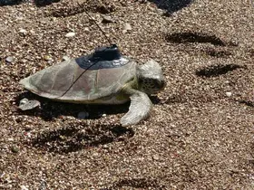 Uydu cihazı takılan yeşil deniz kaplumbağası Hanzala denize uğurlandı
