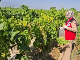 Üzüm üreticilerine son ilaçlama uyarısı
