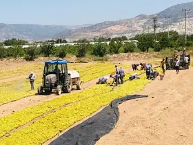 Üzüm üreticisi sezona dertli girdi

