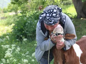 Üzümlü’de yabancı gelin hayvancılığa renk kattı
