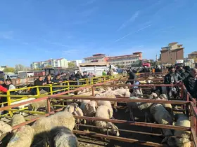Uzun süredir kapalı olan canlı hayvan pazarı açıldı
