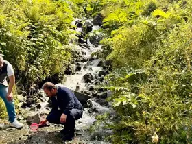 Uzungöl ve çevresindeki derelere 15 bin kırmızı benekli yavru alabalık bırakıldı
