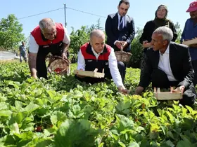 Vali Hatipoğlu, çilek hasadı yaptı
