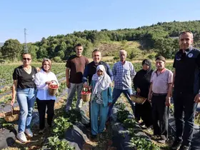 Vali Sözer, huzurevi sakinleriyle çilek hasadı yaptı
