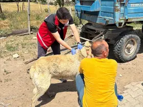 Valilik köpek sahiplerini uyardı: Kayıt yaptırmayana 10 bin, ter edene 108 bin TL ceza
