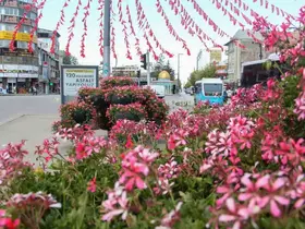 Van Büyükşehir Belediyesi şehri sardunyalarla süslüyor
