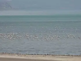Van Gölü Havzası misafirlerini ağırlıyor
