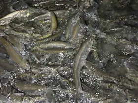 Van Gölü’nde inci kefali göçü başladı: Ekipler sağanak yağış altında nöbette
