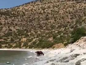 Van kırsalında yılkı atları görüntülendi
