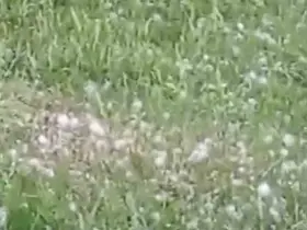 Van’da ceviz büyüklüğünde dolu yağışı
