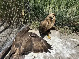 Van’da yaban hayatına şefkat eli: 150 hayvan tedavi edildi
