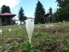 Vargitler açtı, yaylalar sessizliğe büründü
