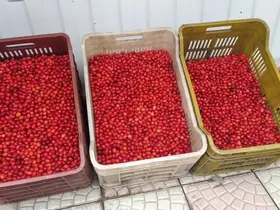 Vitamin deposu kızılcık tezgahlarda yerini aldı
