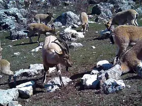 Yaban keçisi sürüsü fotokapanla görüntülendi
