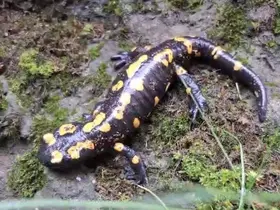 Yağışların ardından benekli semender ortaya çıktı
