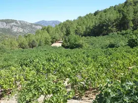 Yağmur, dolu ve sıcaklık siyah incirde rekolte kaybına neden oldu
