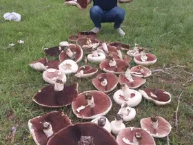 Yağmur sonrası meralar mantarla doldu
