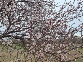 Yalancı bahara aldanan ağaçlar erkenden çiçek açtı
