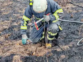 Yalova’da arazi yangından 11 kaplumbağa kurtarıldı
