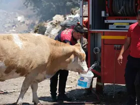 Yangın bölgesinde susayan ineklere temiz can suyu

