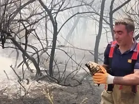Yangının ortasında kalan kaplumbağayı itfaiye ekipleri kurtardı
