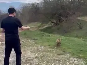 Yanına yaklaşan tilkiyi elleriyle besledi
